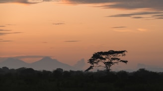 A serene landscape featuring a lone tree against a calming sunset, symbolizing solitude and reflection.