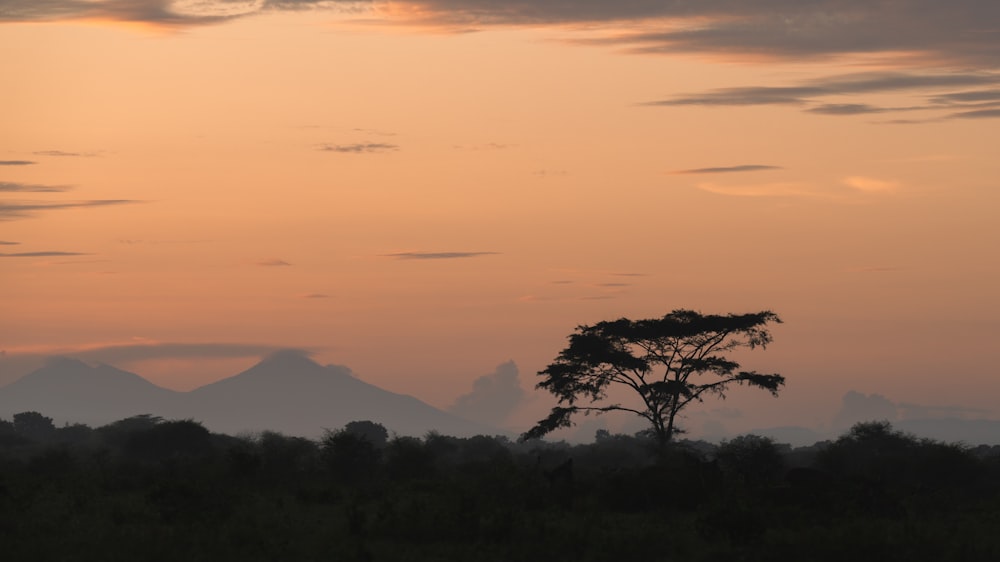 Un árbol solitario se recorta contra un cielo al atardecer