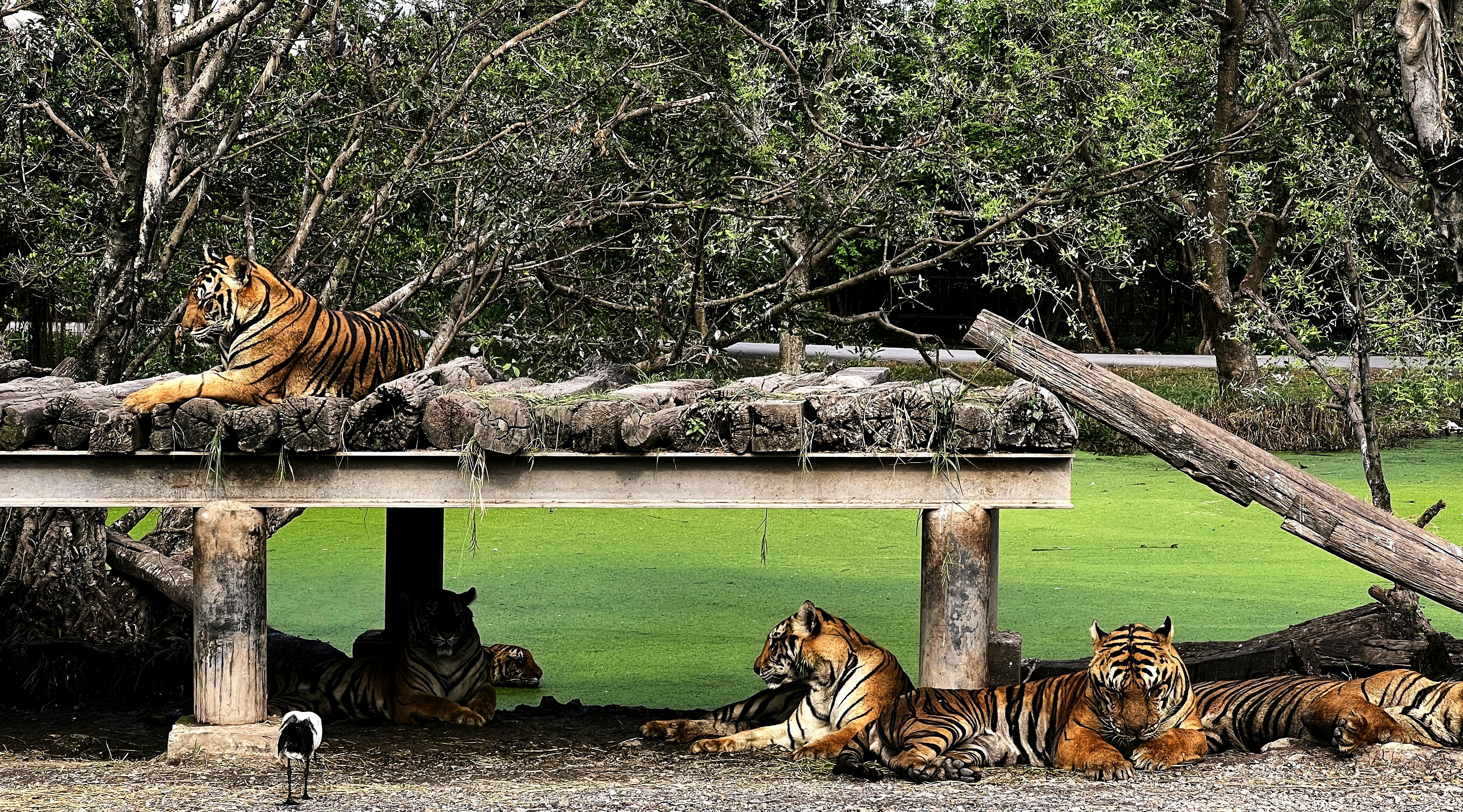 Some Tigers Share Meals—But Only With Family (image credits: unsplash)