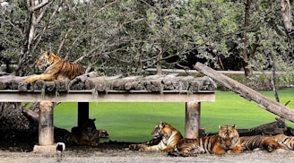 Beneath lush, dense trees, several tigers rest on and around a raised wooden platform. The background features a vivid green area of water or grass, and an uneven plank leans from the platform to the ground. A small bird can be seen walking nearby.