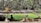 Beneath lush, dense trees, several tigers rest on and around a raised wooden platform. The background features a vivid green area of water or grass, and an uneven plank leans from the platform to the ground. A small bird can be seen walking nearby.