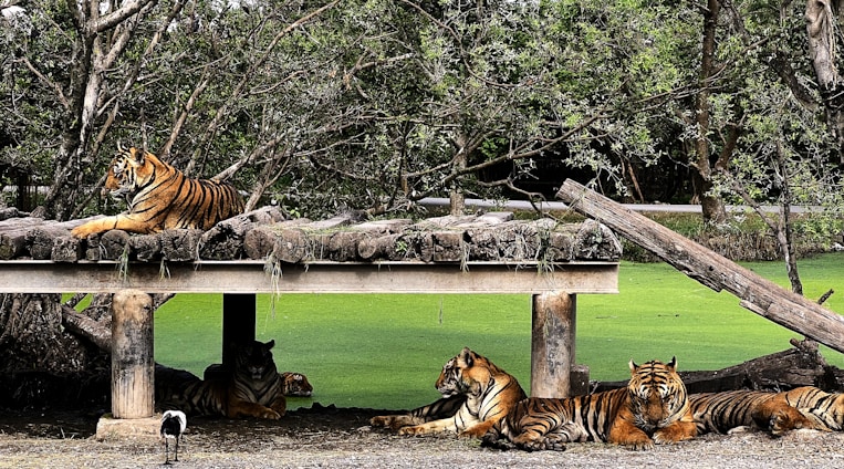 Beneath lush, dense trees, several tigers rest on and around a raised wooden platform. The background features a vivid green area of water or grass, and an uneven plank leans from the platform to the ground. A small bird can be seen walking nearby.