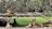 Beneath lush, dense trees, several tigers rest on and around a raised wooden platform. The background features a vivid green area of water or grass, and an uneven plank leans from the platform to the ground. A small bird can be seen walking nearby.
