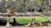 Beneath lush, dense trees, several tigers rest on and around a raised wooden platform. The background features a vivid green area of water or grass, and an uneven plank leans from the platform to the ground. A small bird can be seen walking nearby.