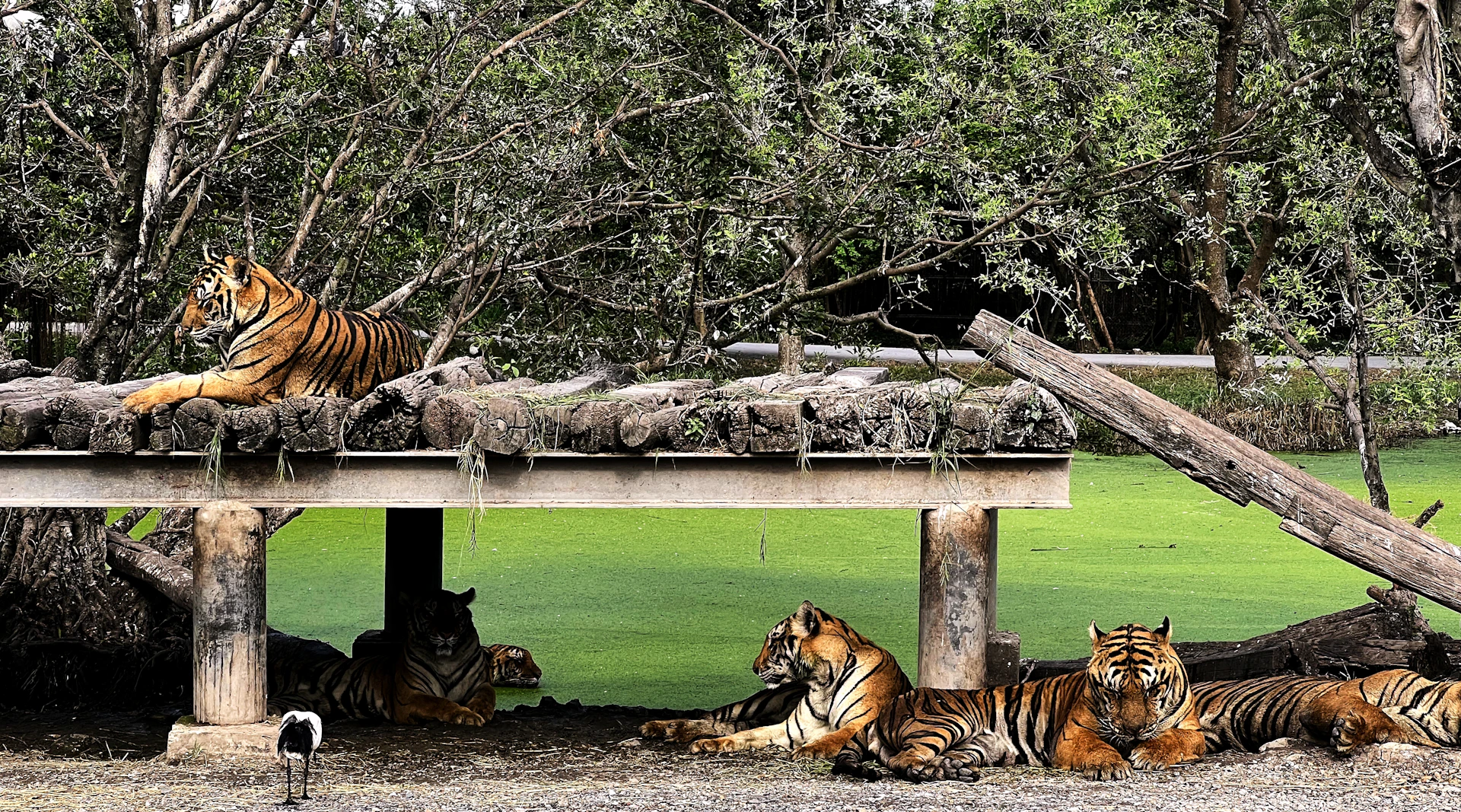 a group of tigers laying on top of a wooden platform