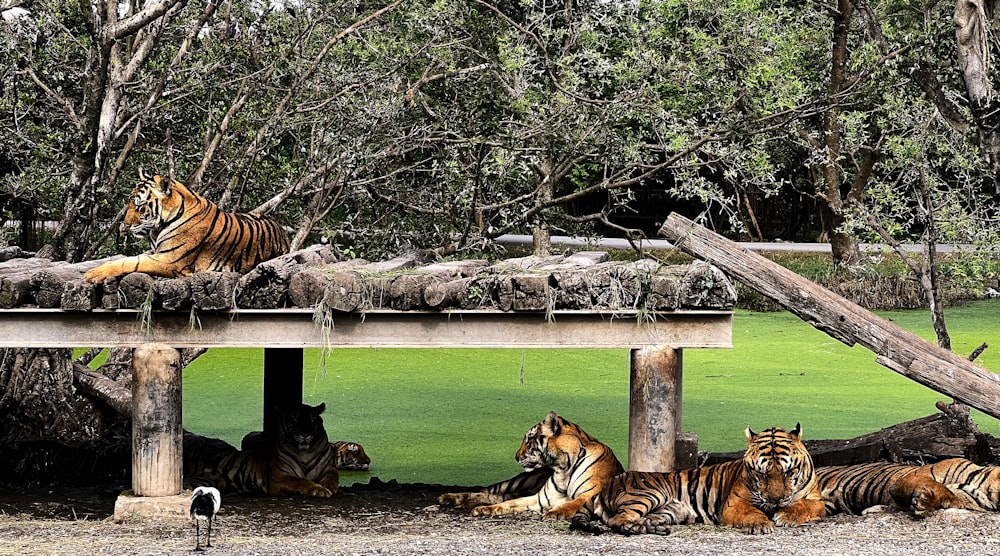 a group of tigers laying on top of a wooden platform