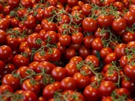 Rows of plump tomatoes glistening with morning dew, ready for packaging and shipment.
