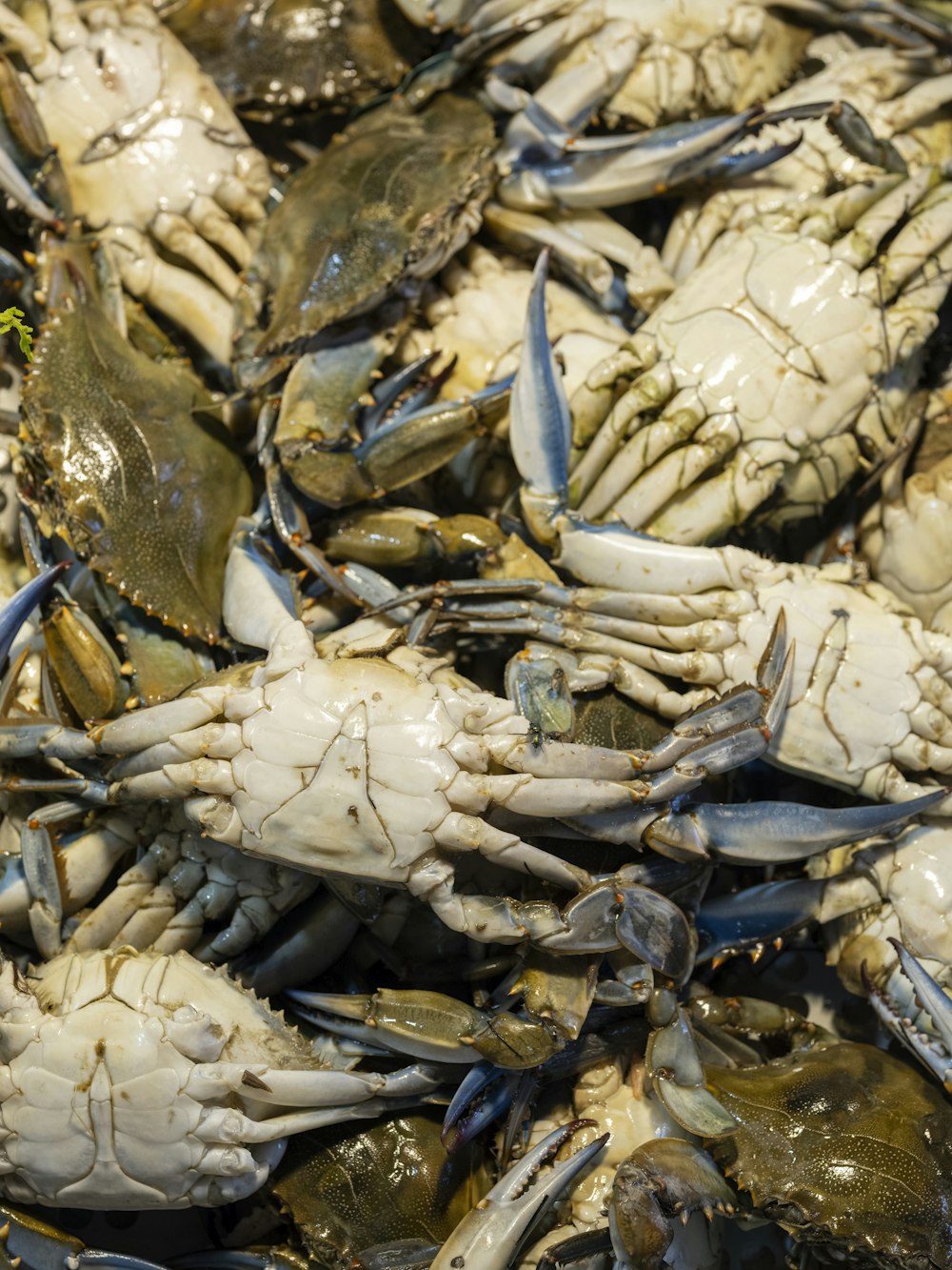 a pile of blue crabs sitting on top of each other