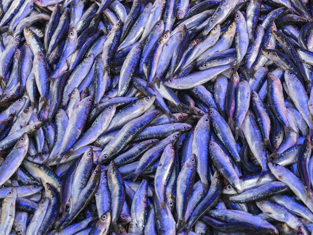 una gran cantidad de peces pequeños en el agua