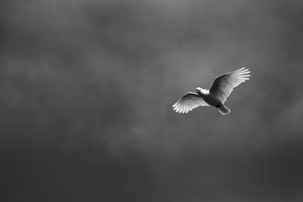 a black and white photo of a bird in flight