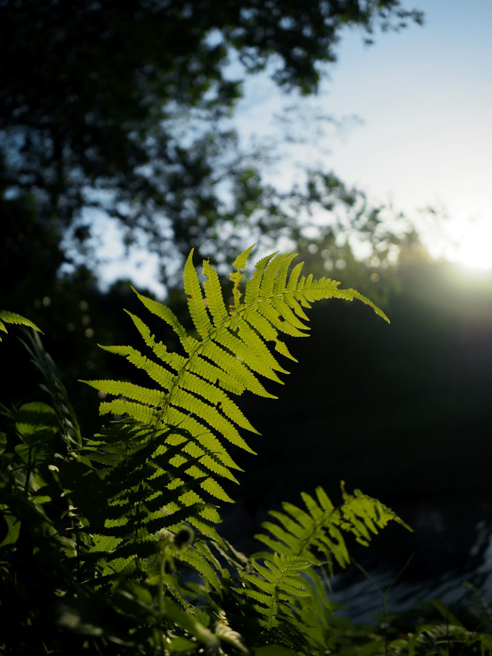 a close up of a green plant with the sun in the background