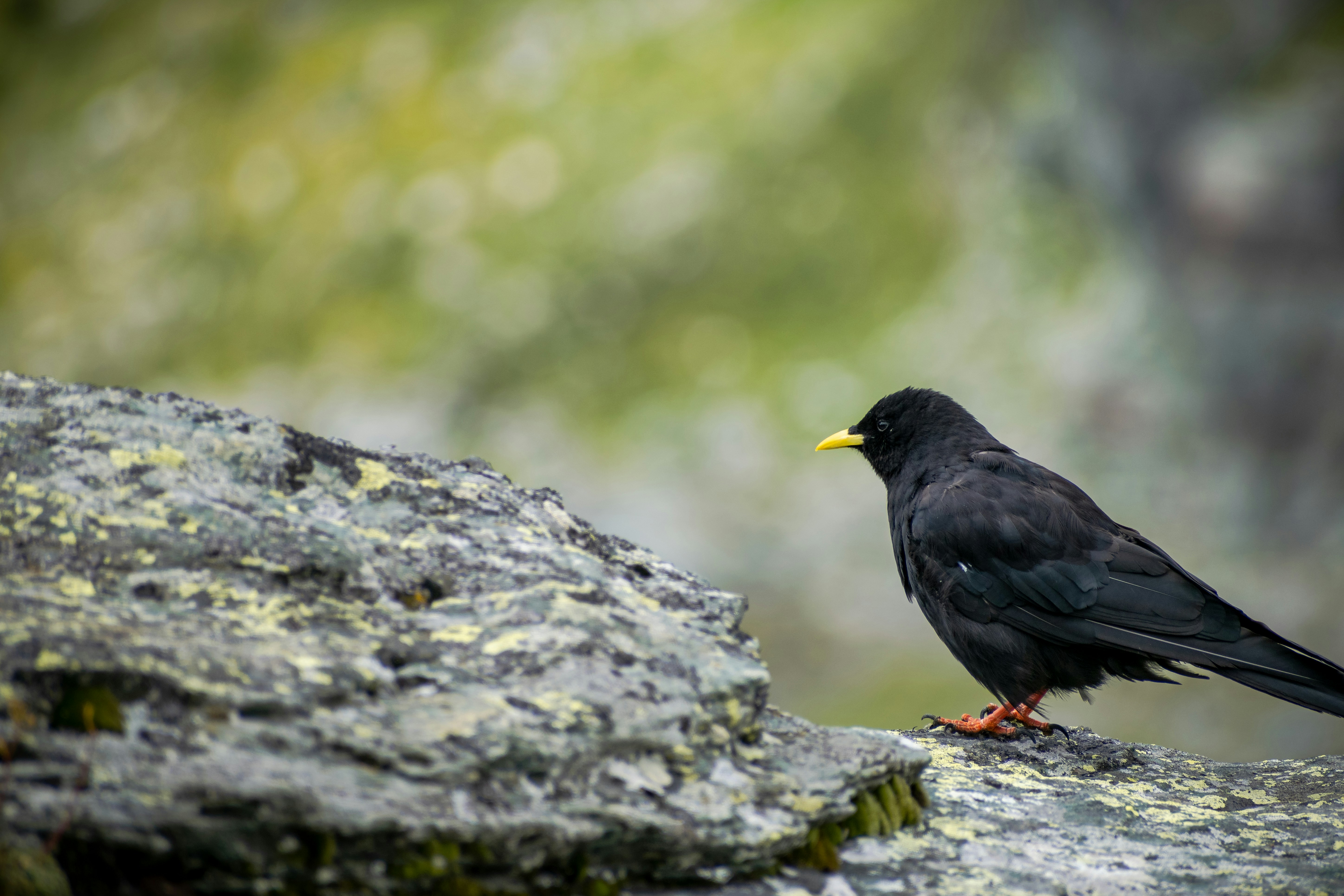 a black bird is perched on a rock