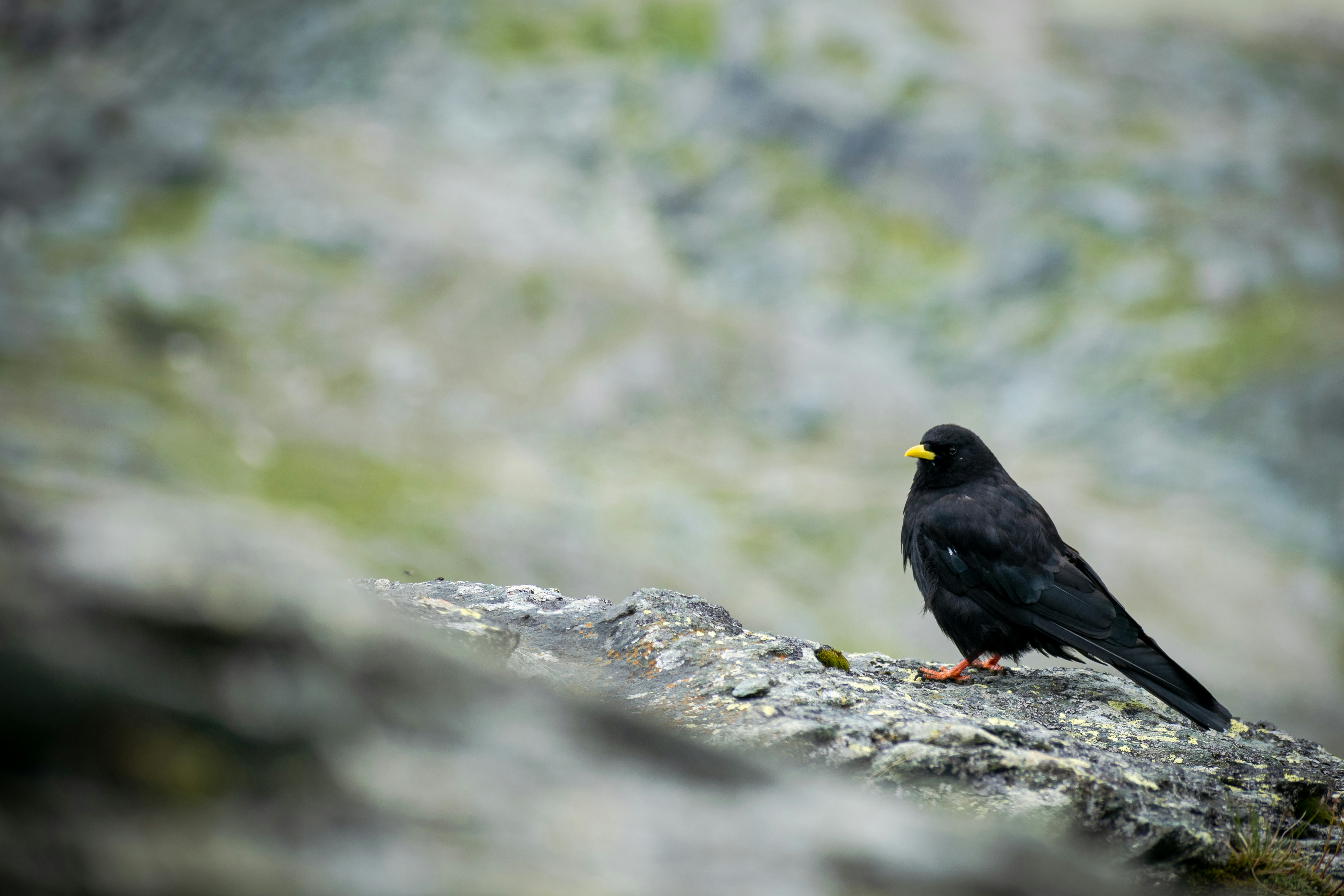 A black bird sitting on top of a rock photo – Free Black Image on Unsplash