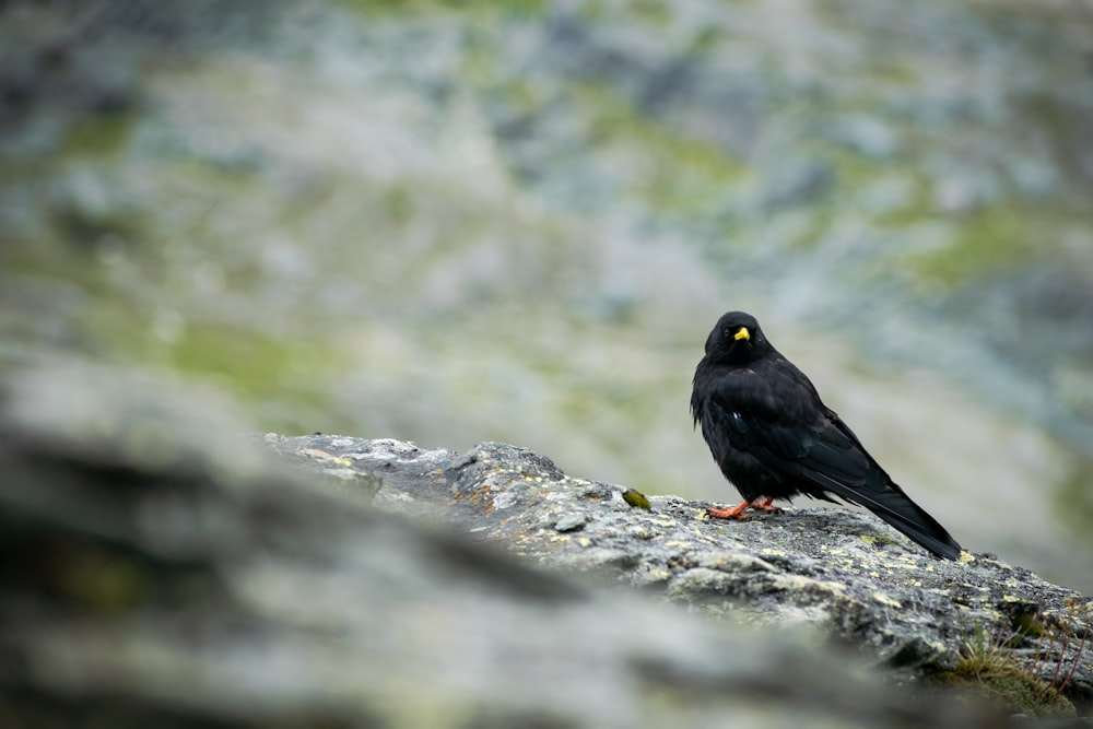 a black bird is sitting on a rock