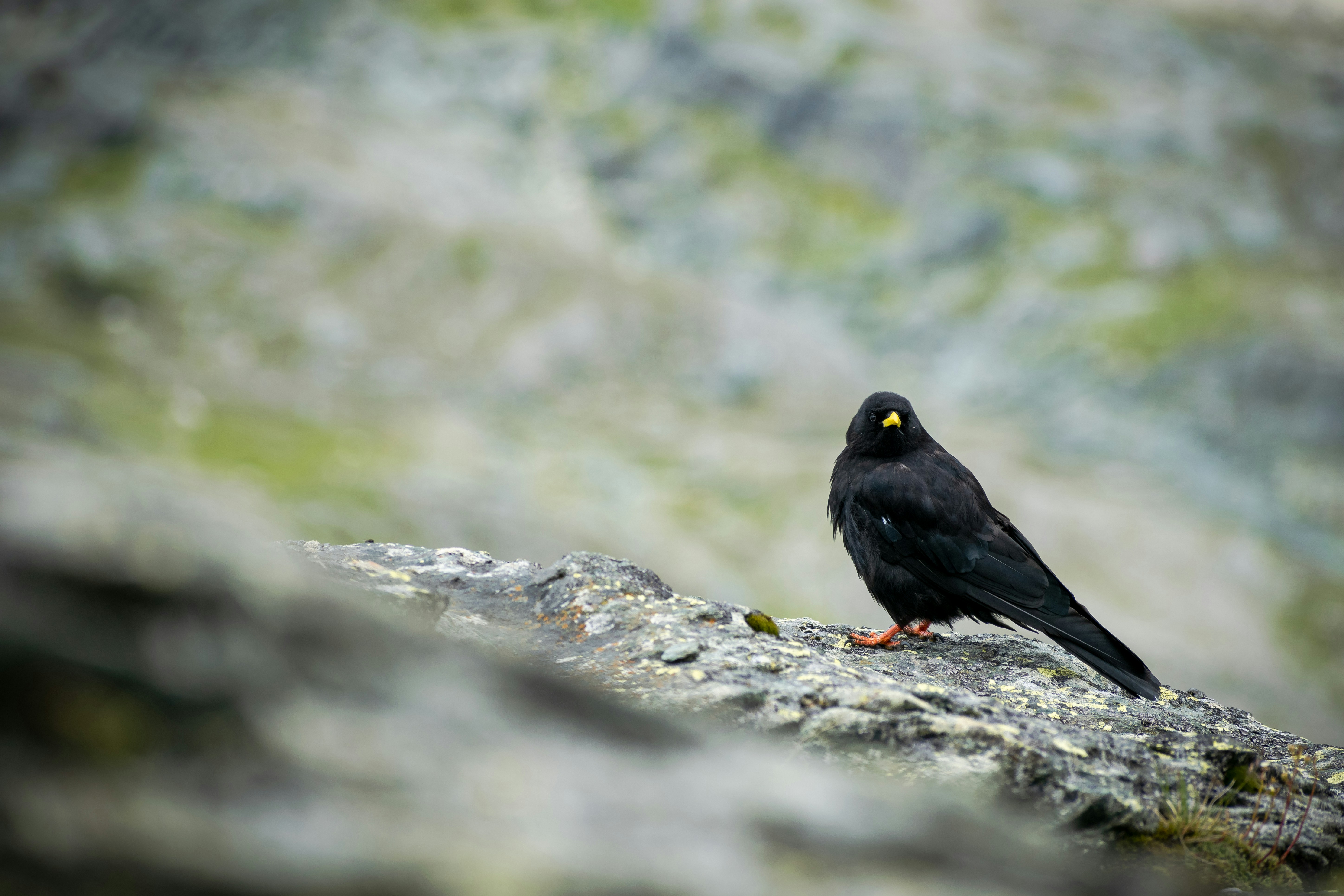 a black bird is sitting on a rock