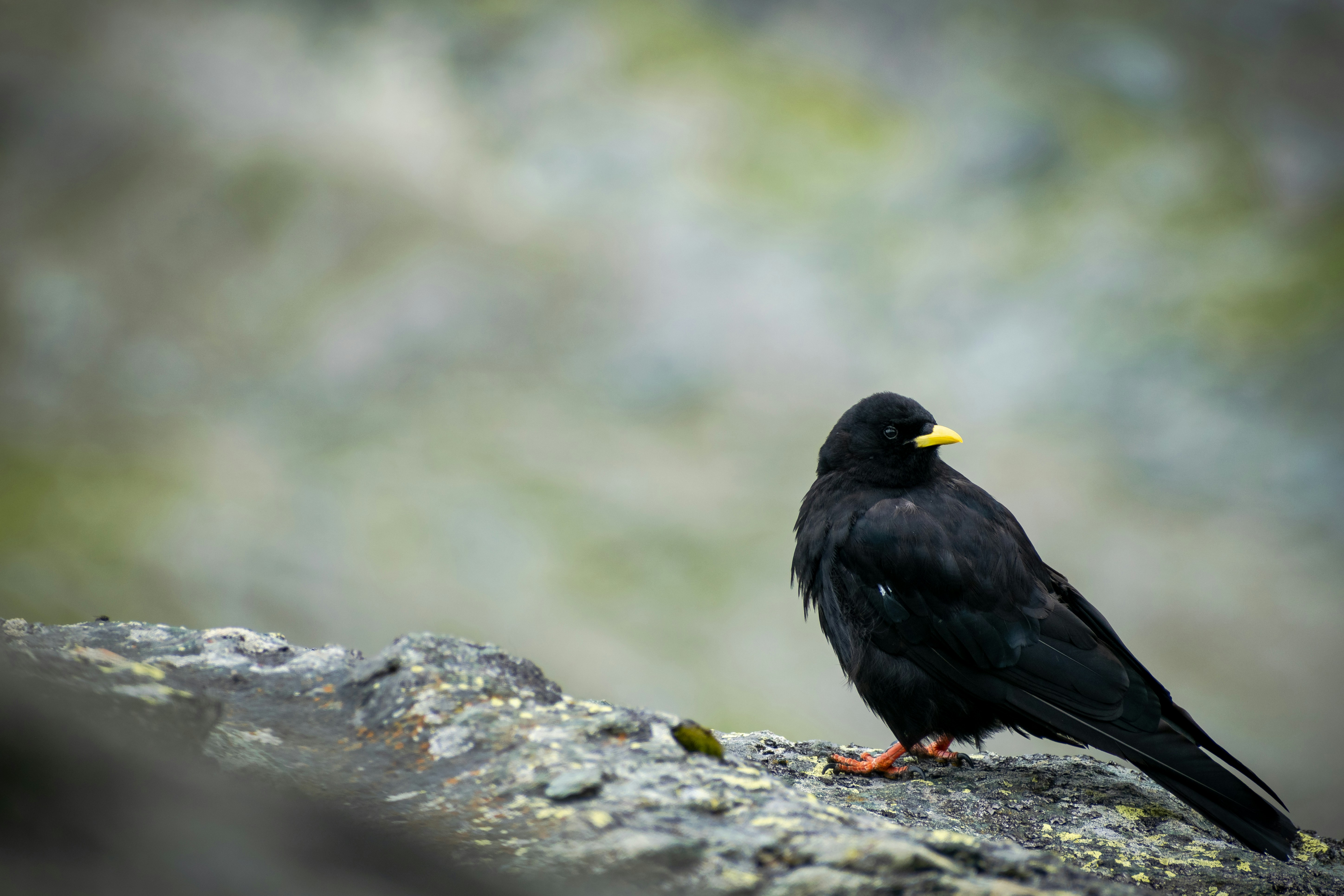 a black bird sitting on top of a rock