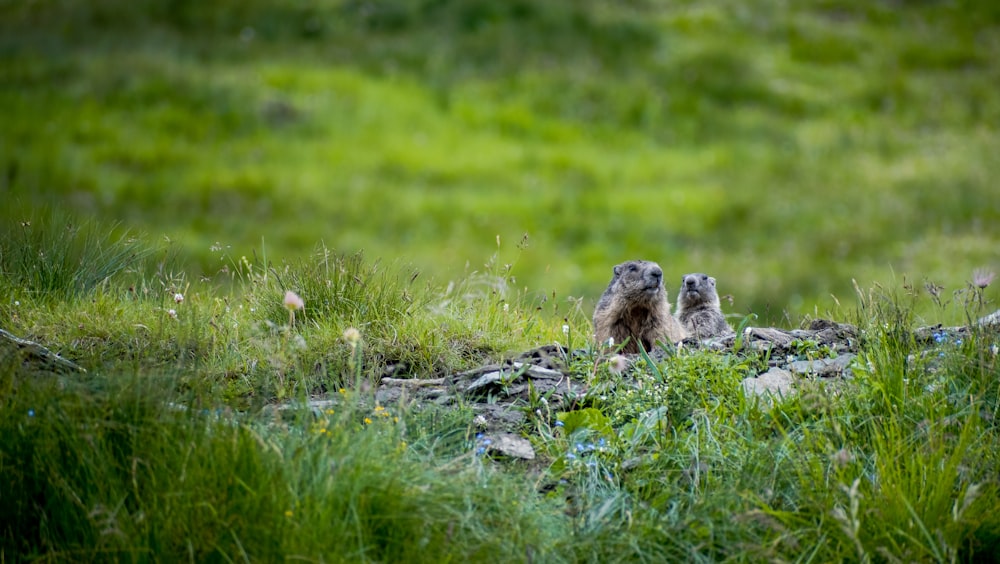 a couple of small birds standing on top of a lush green field