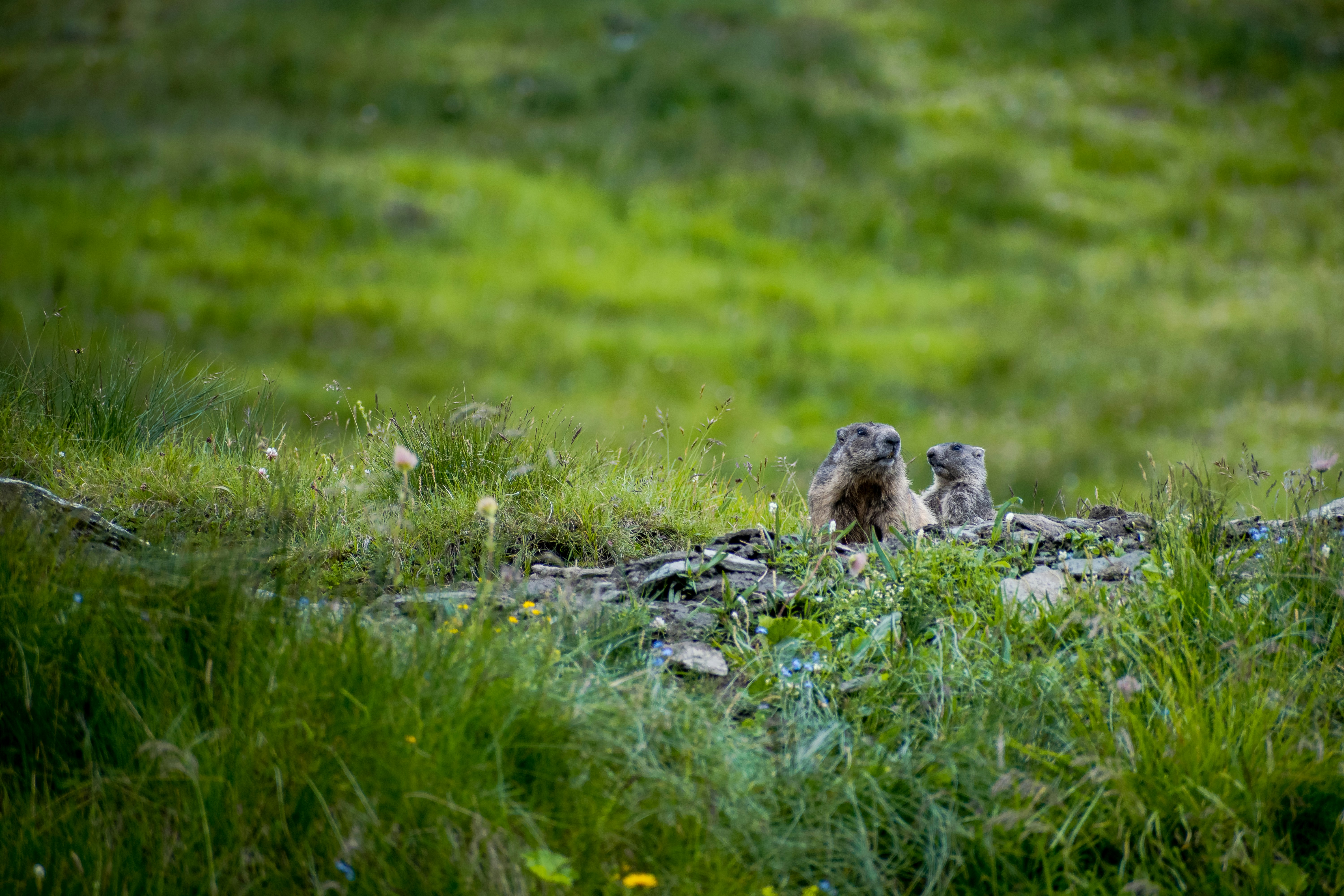 a couple of small animals standing on top of a lush green field