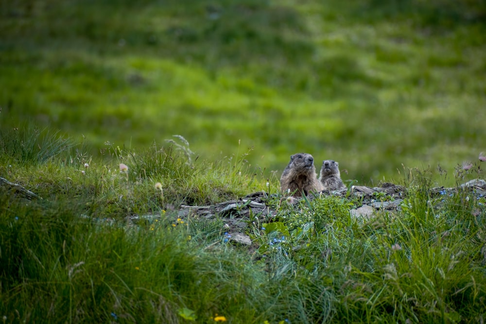 a couple of small birds standing on top of a lush green field