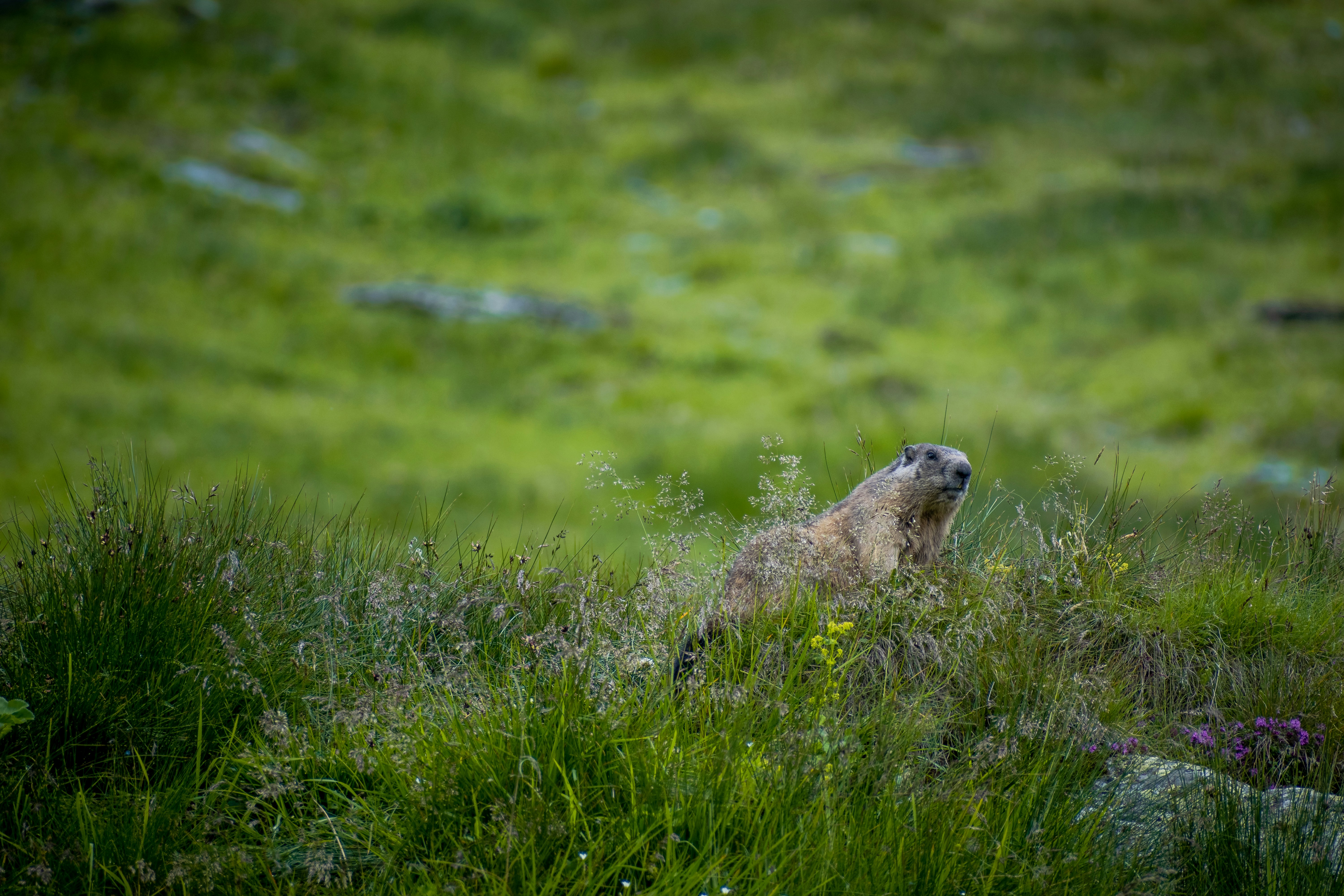 a groundhog in a field of tall grass