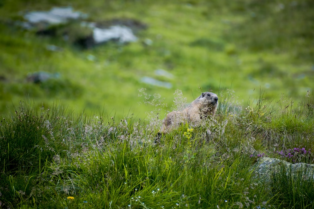 a small animal standing in a field of tall grass