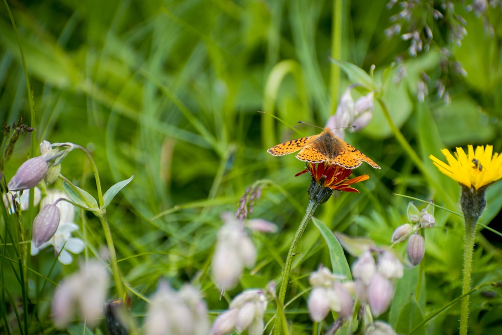 a butterfly sitting on top of a flower in a field