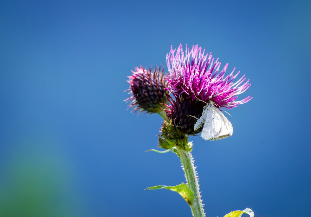 a white butterfly sitting on top of a purple flower