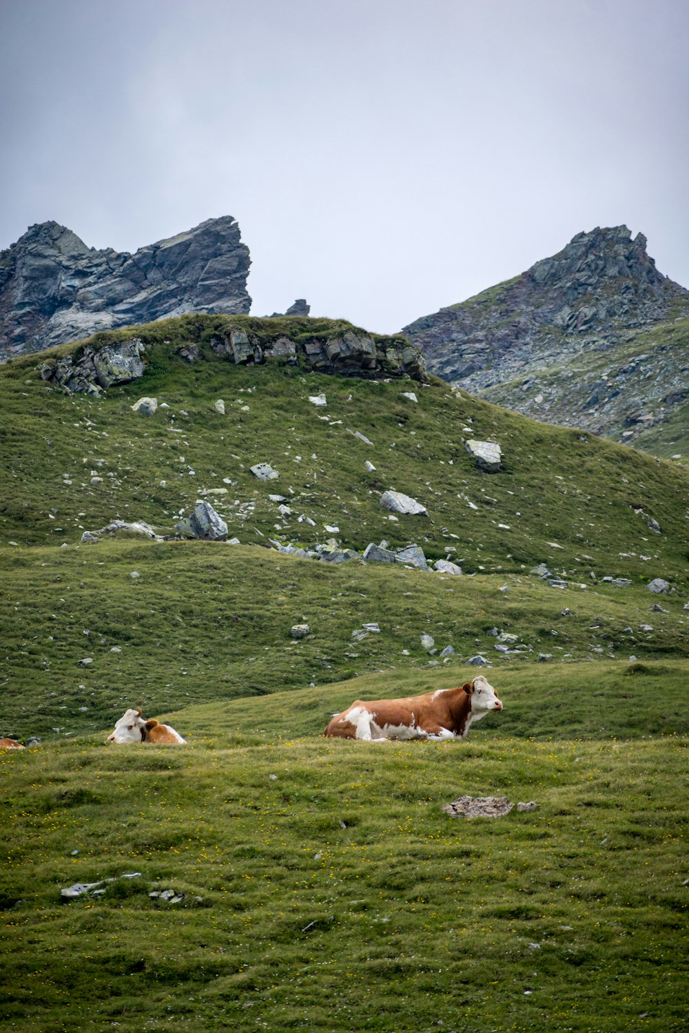 a couple of cows laying on top of a lush green hillside