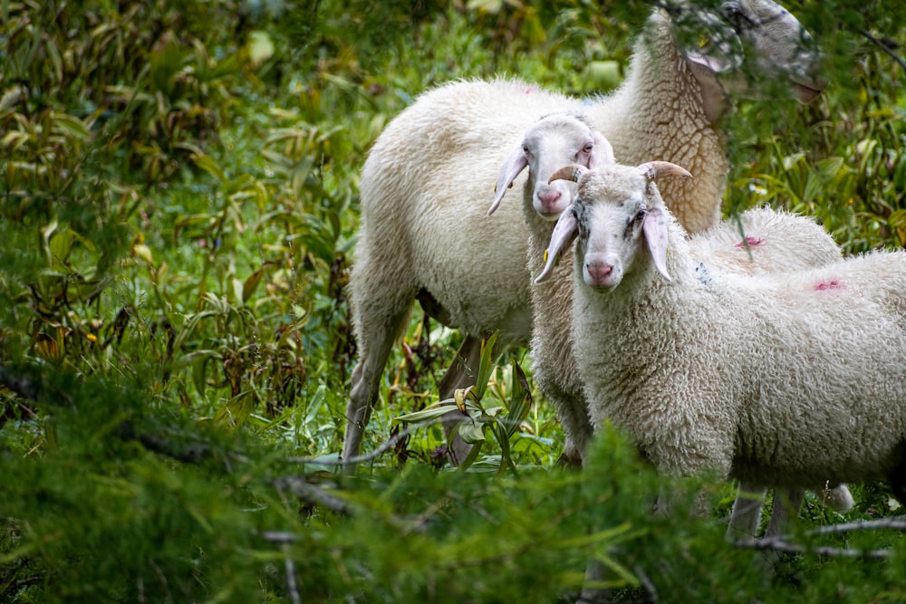 two sheep standing next to each other on a lush green field