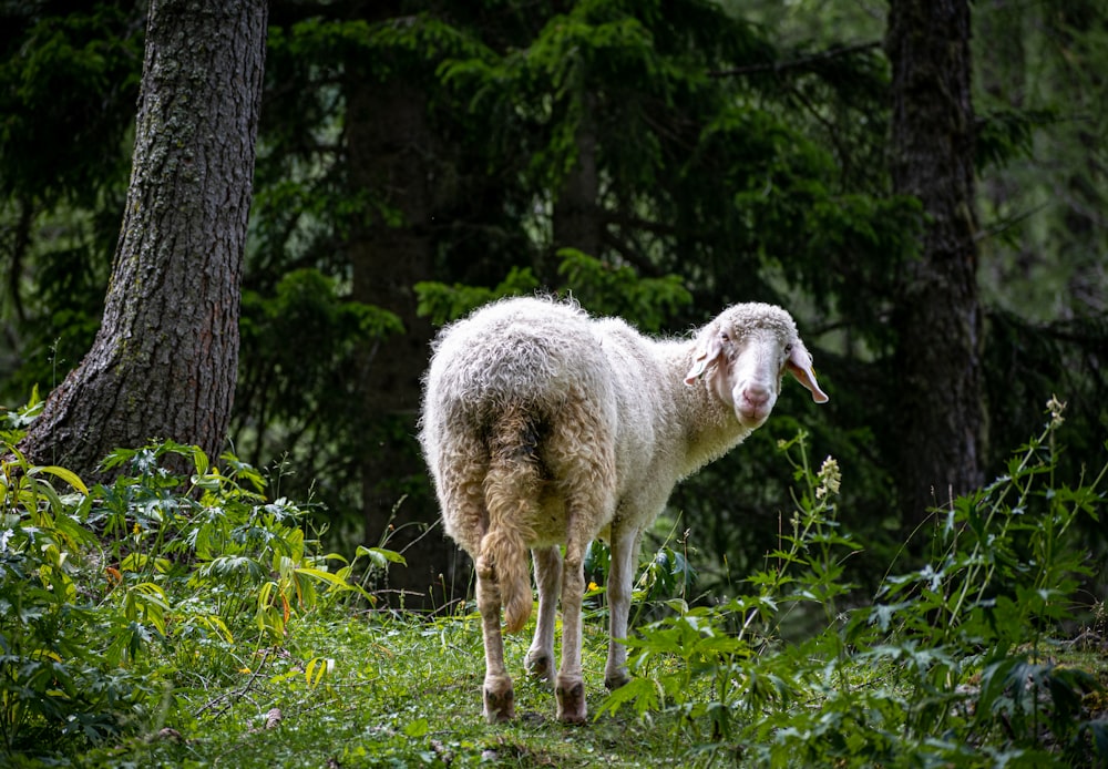 a sheep standing in the middle of a forest