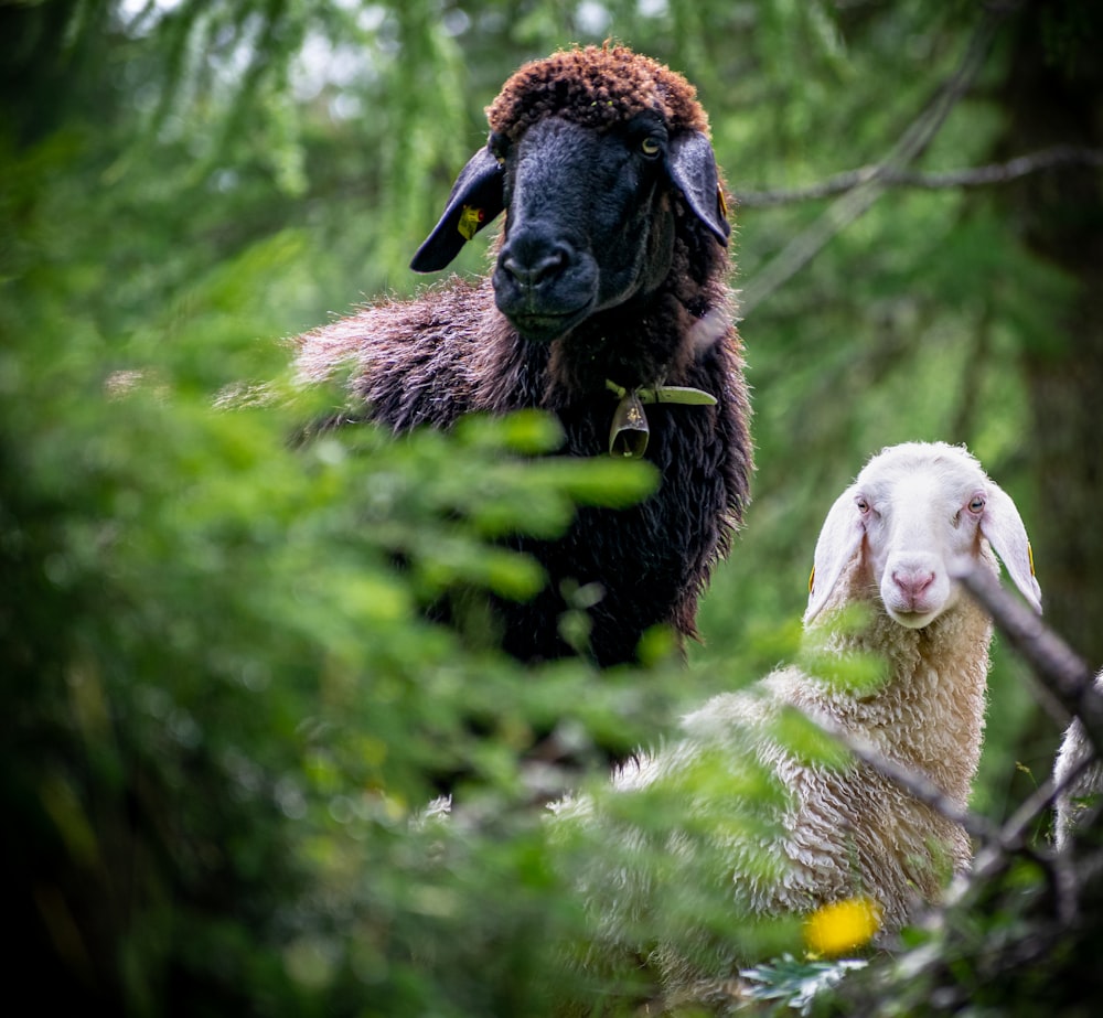 uma ovelha negra e uma ovelha branca em uma floresta