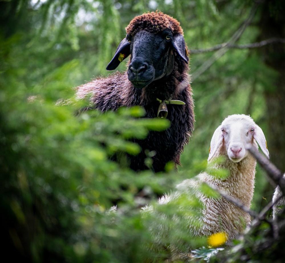 a black sheep and a white sheep in a forest