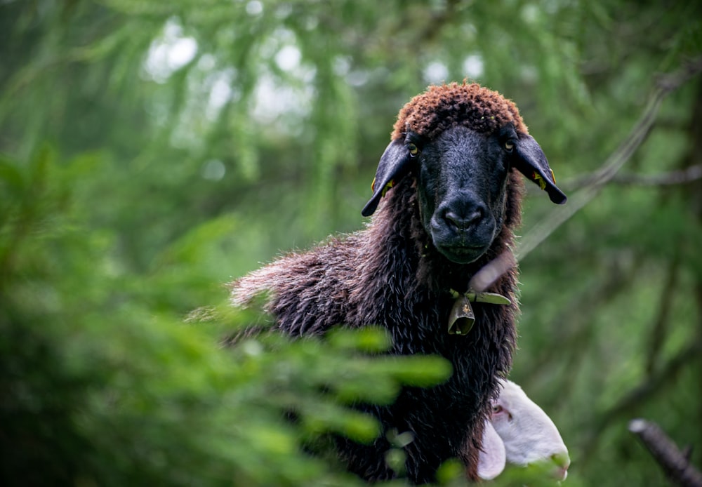 Nahaufnahme einer Ziege in einem Wald