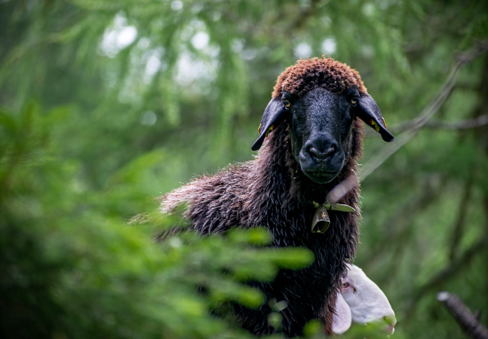 a close up of a goat in a forest