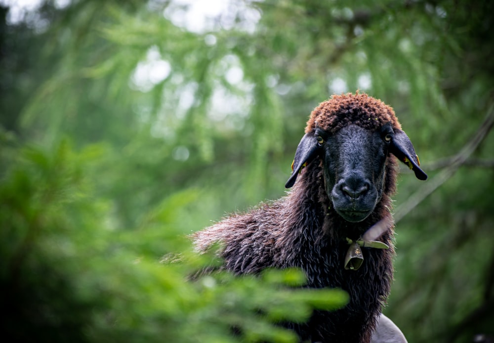 a black sheep standing in the middle of a forest