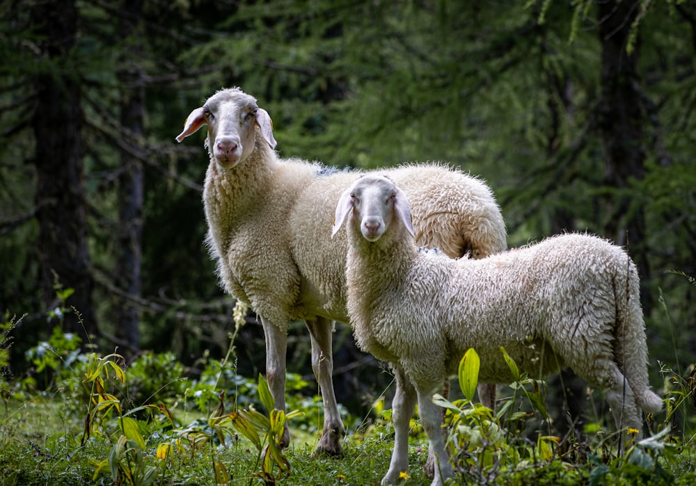 Un par de ovejas de pie en la cima de un exuberante campo verde