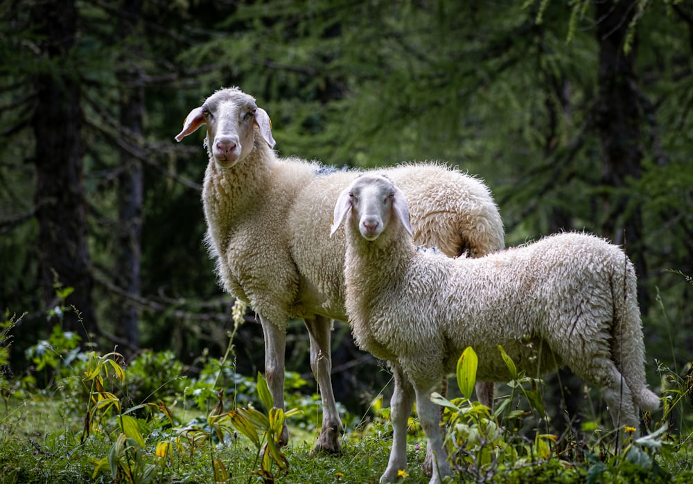 um casal de ovelhas em cima de um campo verde exuberante