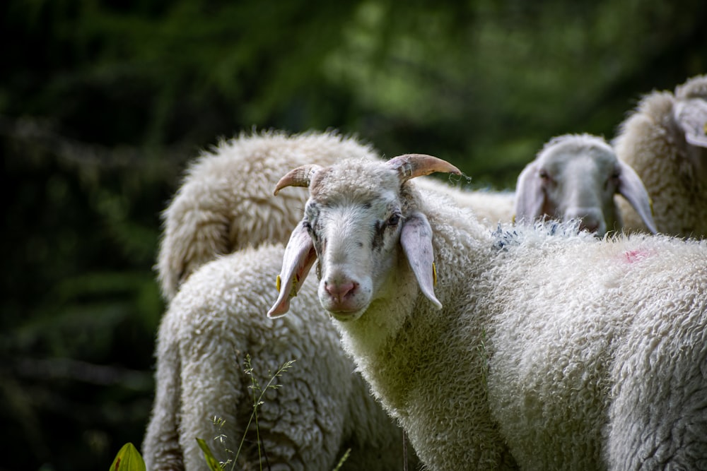 a herd of sheep standing next to each other