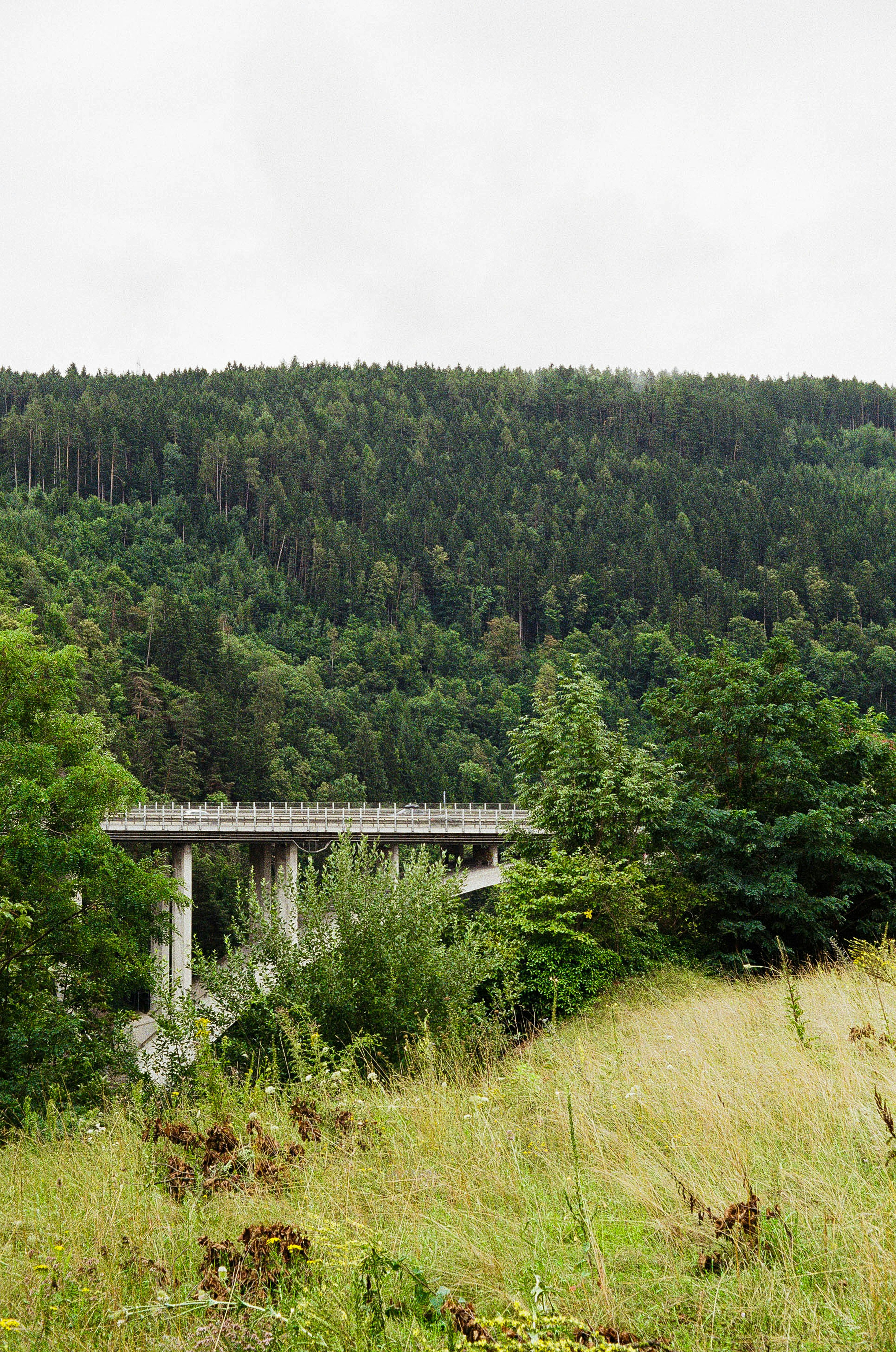 Eine Brücke inmitten eines üppig grünen Waldes