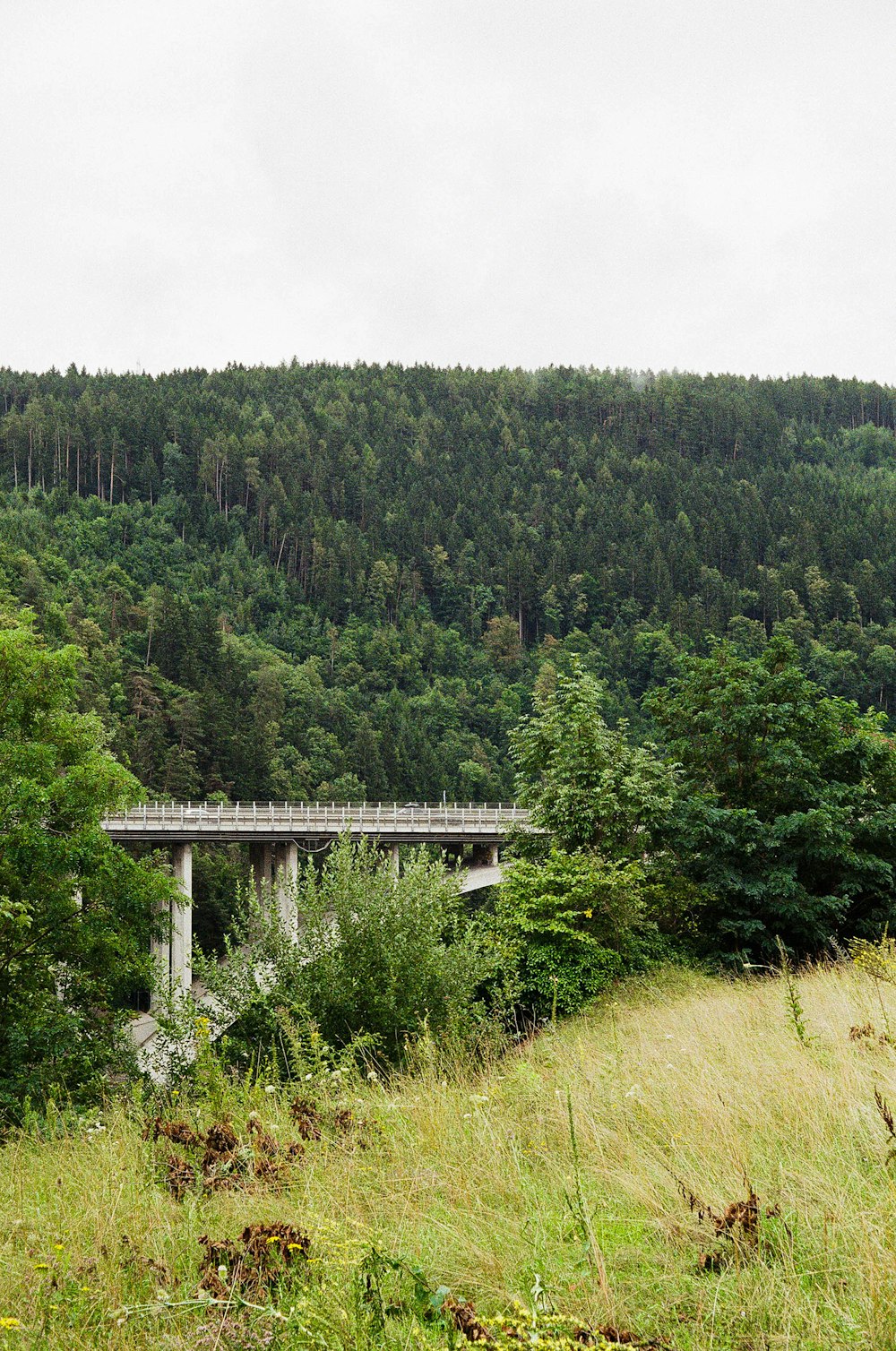 a bridge in the middle of a lush green forest