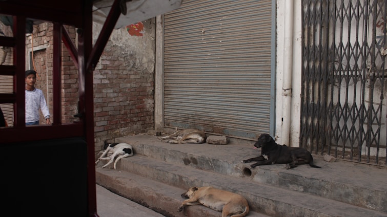 A group of stray dogs resting on the steps of a building with a closed metal shutter. The setting is an urban environment with exposed brick walls and a metal gate. A person is seen walking past in the background, partially visible through the frame of a vehicle.