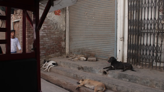 A warm Mumbai street scene showing volunteers feeding stray dogs and cats near traditional Indian buildings.