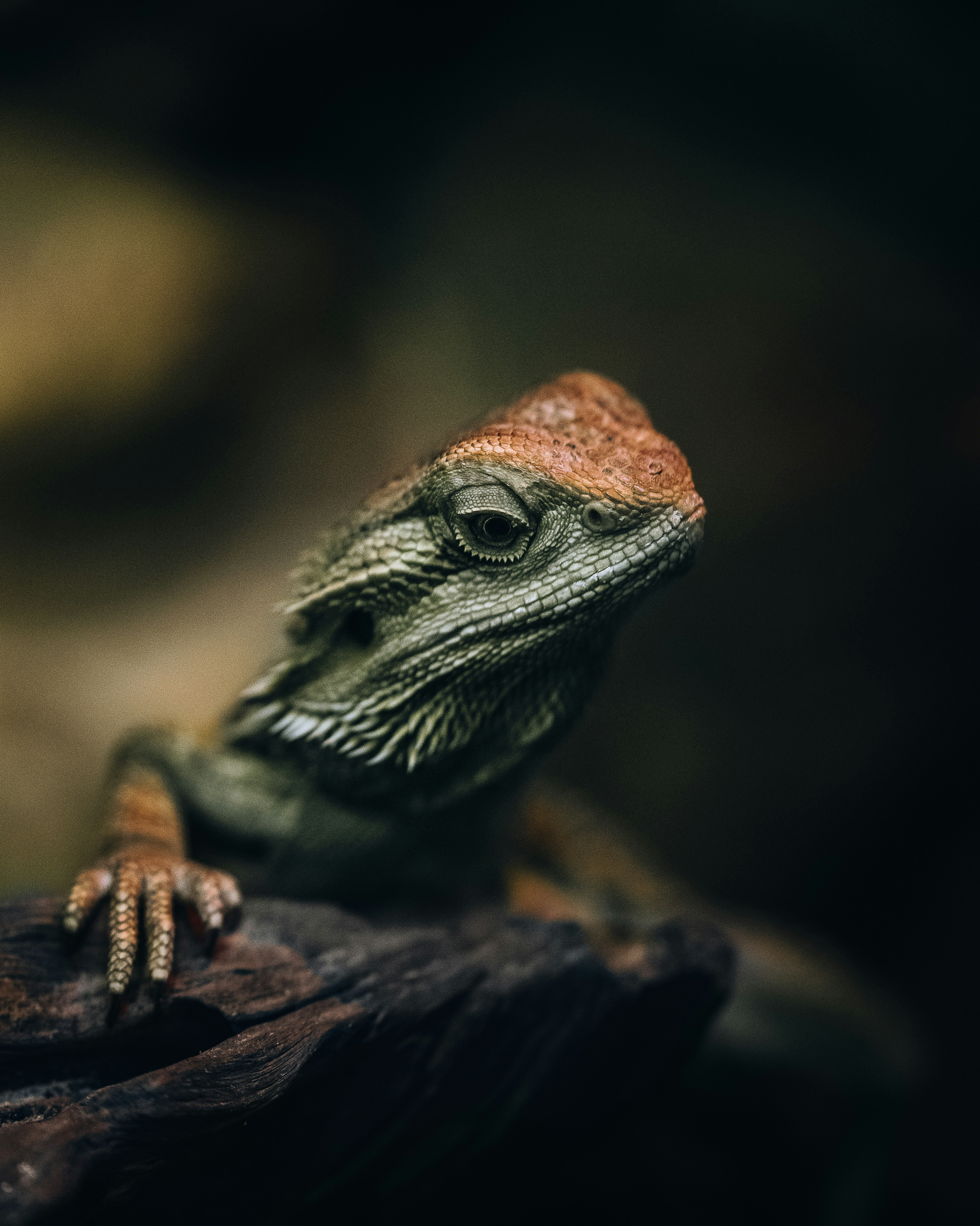a small lizard sitting on top of a tree branch