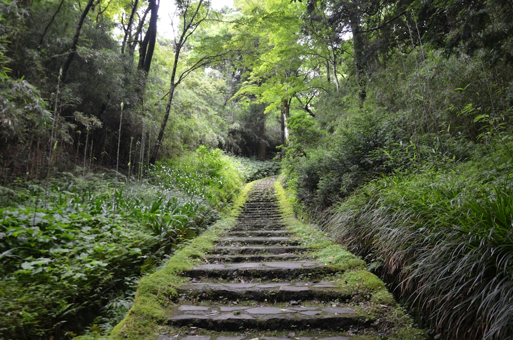 a set of stone steps leading through a lush green forest