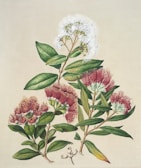 A botanical illustration features several flowering branches. The top branch bears white, fluffy flowers with round clusters, while the bottom branches display vibrant red flowers with intricate stamens. The leaves are a lush green, elliptical in shape, and attached to thin brown stems. The background is a neutral off-white color.