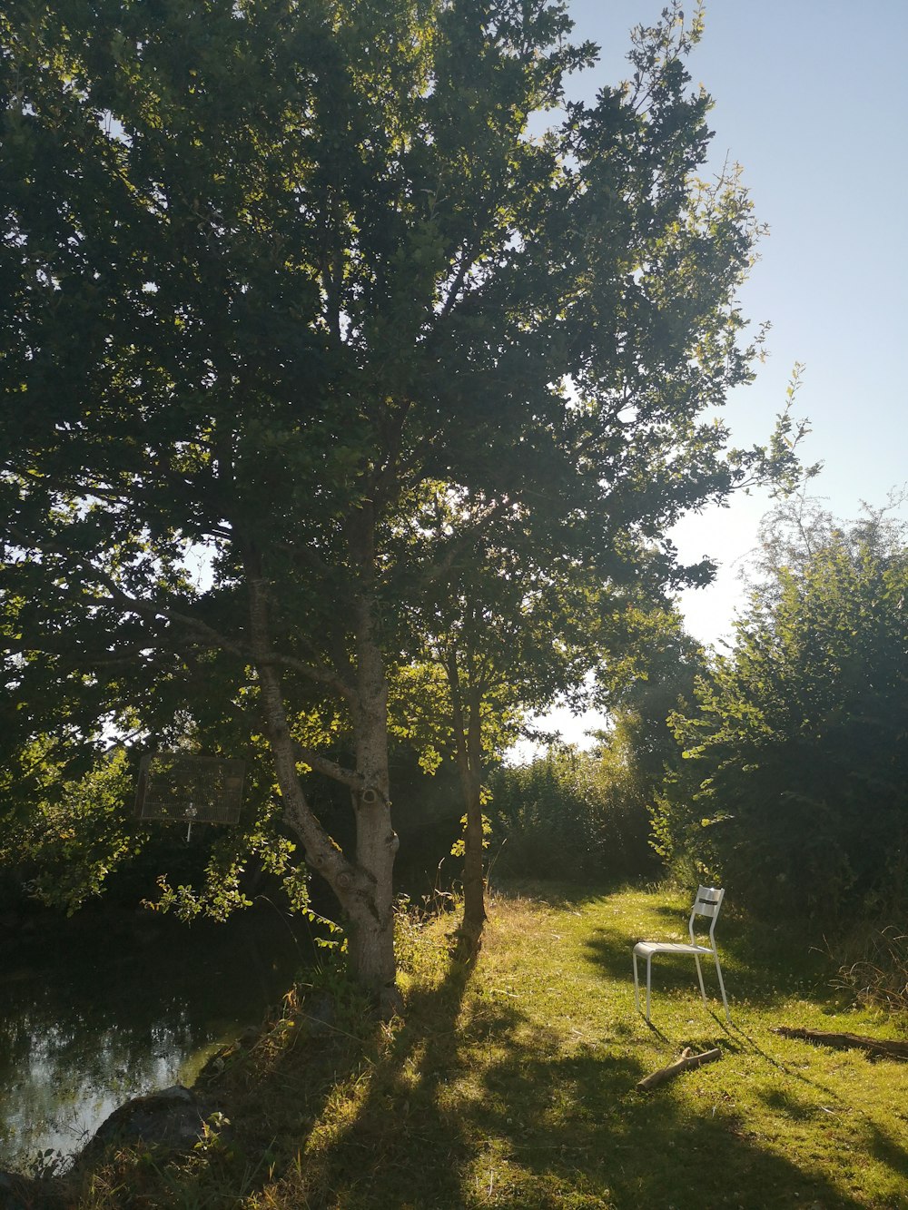 a white chair sitting under a tree next to a river