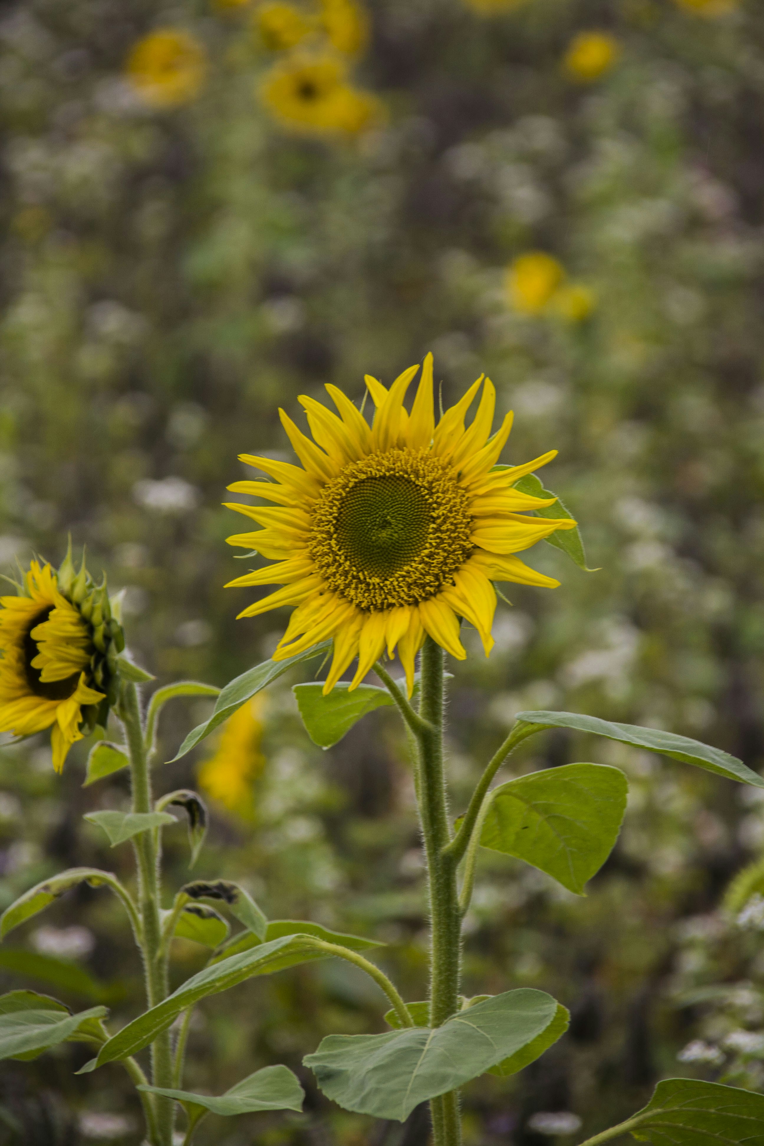 Photo by samuel_hagger