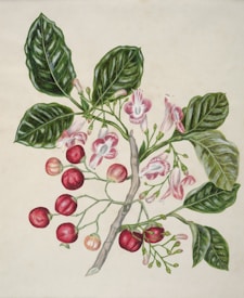 A detailed botanical illustration features a branch with large, glossy green leaves and blooming pink flowers. The flowers have a trumpet-like shape with white and light pink petals. Additionally, round, red berries are growing on the branch, contributing to the overall aesthetic.
