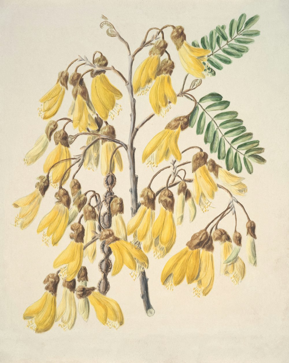 a drawing of a tree with yellow flowers and green leaves