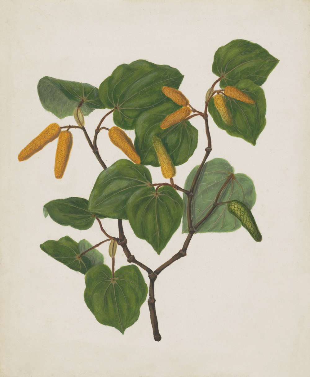 a drawing of a plant with yellow flowers